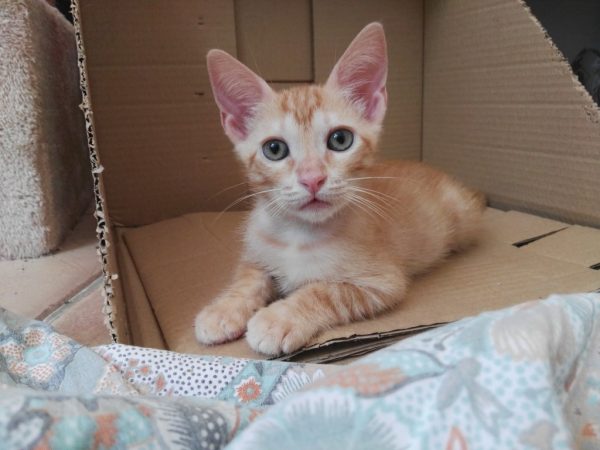 Maya und ihre Kitten