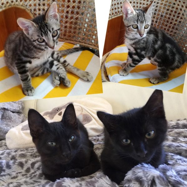 Puschel, Olaf, Pascha & Pitt