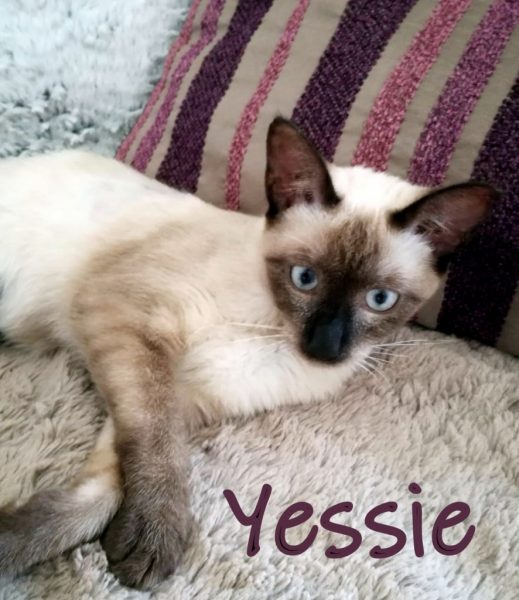 Siamkätzchen  Yessie