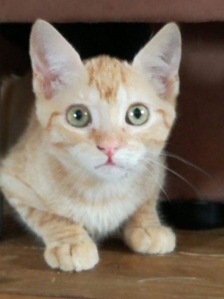 Kätzchen HANNY , HELLA und HOLLY