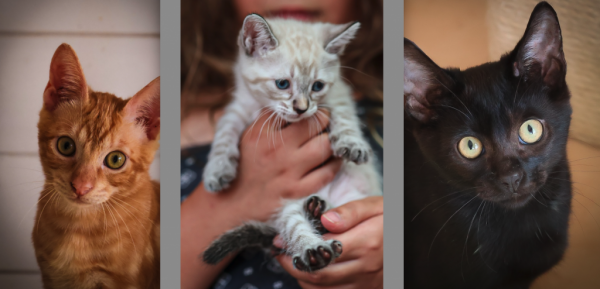 Diego, Domingo und Donato