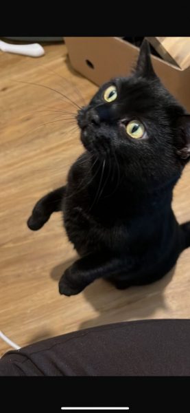 Vermittlungshilfe für Kater Fetty