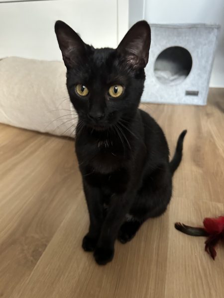 Bella