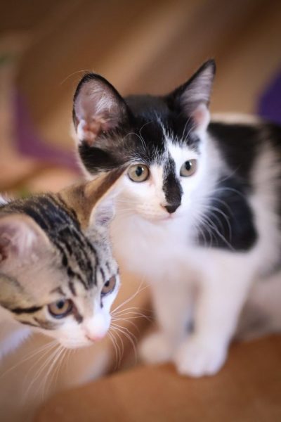 Kiba, Kessi und Kiki