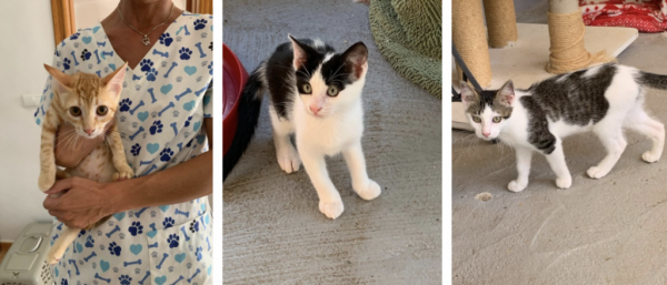 Meggie, Mozart und Milo