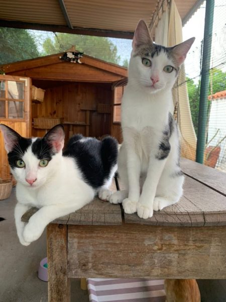 Meggie, Mozart und Milo