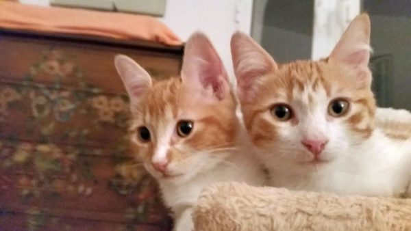 Carino, Curry, Carlito und Willy