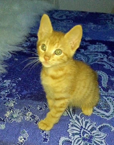 Mr. Black, Ginger, Tortie