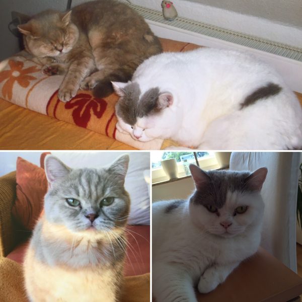 Gunny “Günni” und Joy