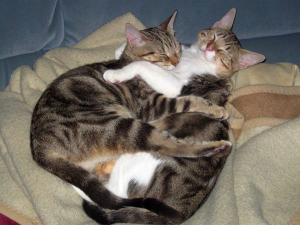 Oskar & Sunny (Theo & Dora)