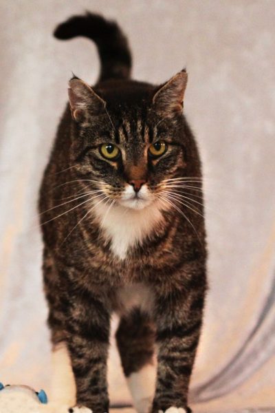 Notfall – Sammy und Kalli